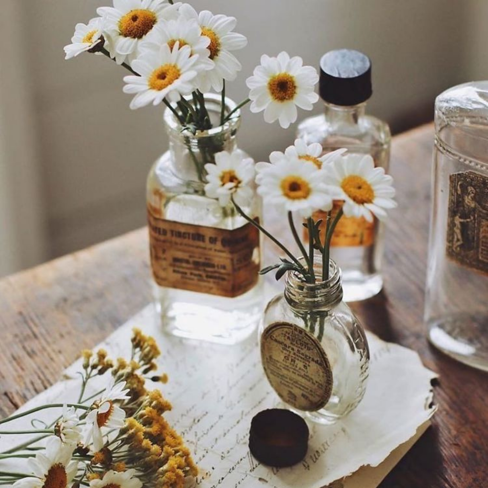 Daisies in glass bottles on paper
